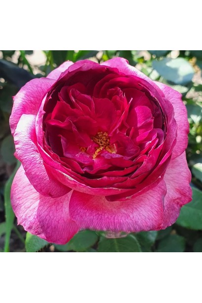 Троянда чайно-гібридна Тьєррі Маркс рожева з малиновою серединкою